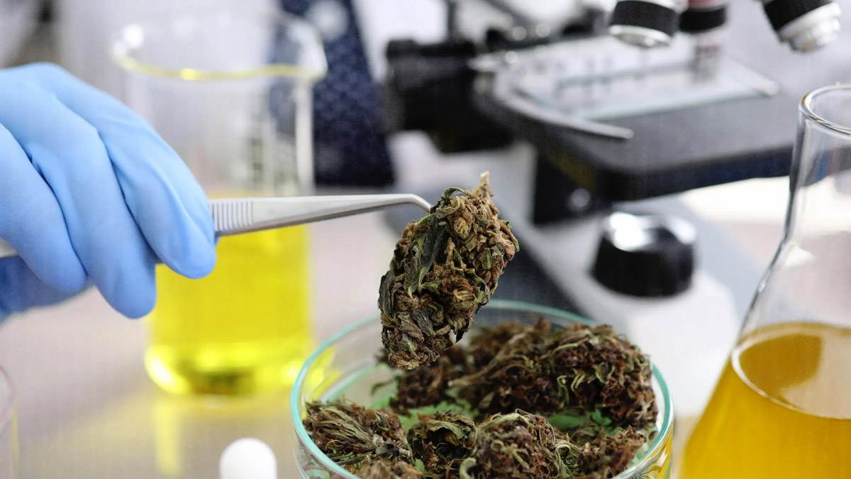 Why Cannabis Testing Is Crucial For Quality And Safety — Aloha Aina